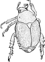 closeup of Popillia beetle
