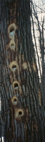 Photo of Pileated woodpecker holes in springtime