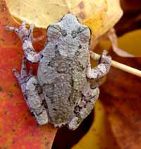 Photo of a Tree frog