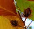 Photo of Beech nuts
