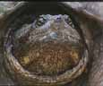 Photo of a Snapping turtle