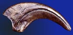 Utahraptor 
	claw