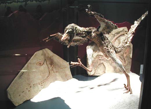 Sinosauropteryx painted casts